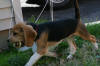 Leo in New Paltz